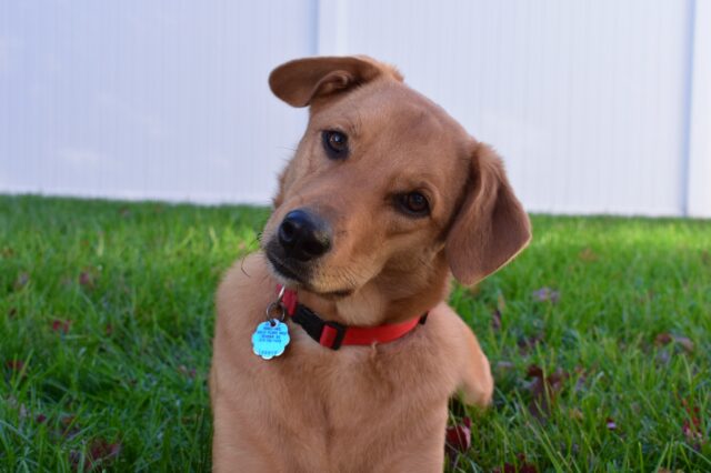 8 buffe foto di cani la cui simpatia è davvero contagiosa