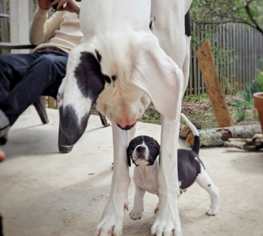 cane gigante guarda cane più piccolo