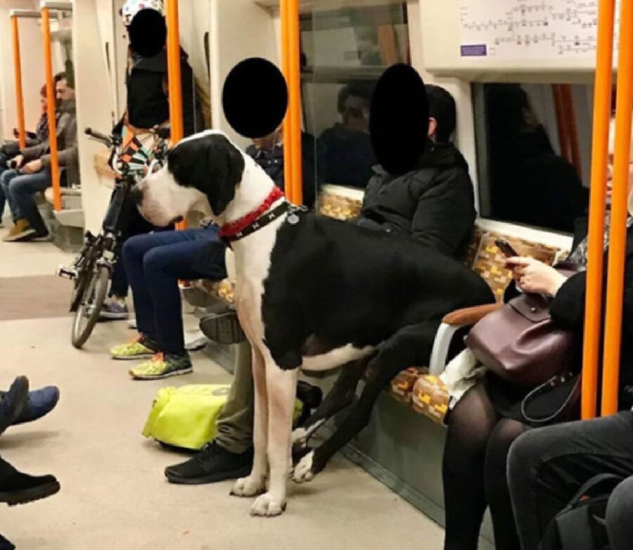 cane alano seduto sulla metro