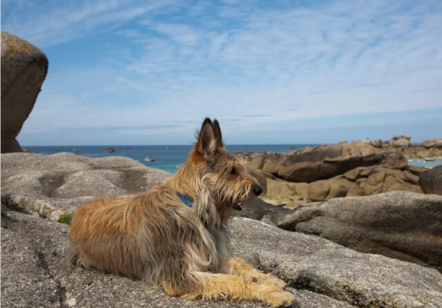 8 foto di cani amanti del viaggio col sogno d’esplorare il mondo