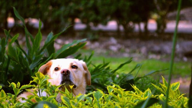 8 foto di cani ben nascosti che ti faranno scervellare