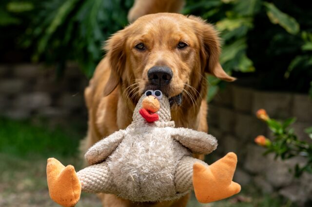 8 foto di cani buffi che ti faranno ridere dall’inizio alla fine