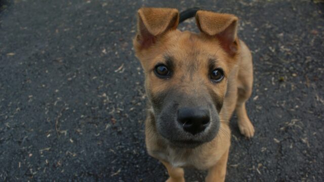 8 foto di cani capaci di conquistare chiunque solo con lo sguardo