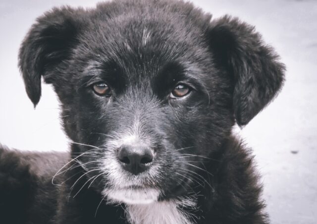 8 foto di cani che assumono le vesti di fratelloni amorevoli