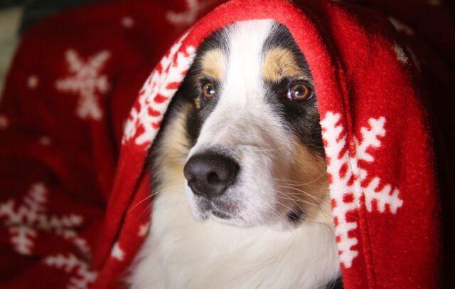 8 foto di cani che con tanta peculiarità sono in grado di farci rimanere a bocca aperta