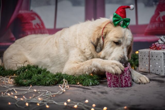 8 foto di cani che decidono di rendere “speciale” la foto ricordo del Natale