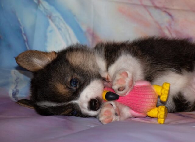 8 foto di cani che dimostrano tutto il loro amore per il peluche del cuore