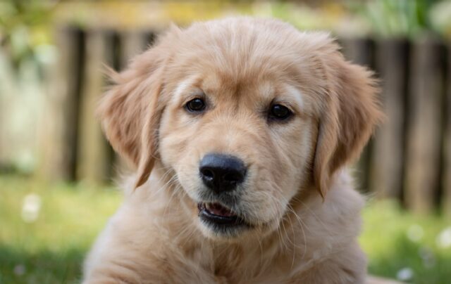 8 foto di cani che hanno completamente dimenticato cosa voglia dire essere un “cane”