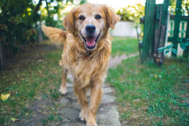 8 foto di cani che non l’esatto opposto di ciò che dice il cartello “attenti al cane”