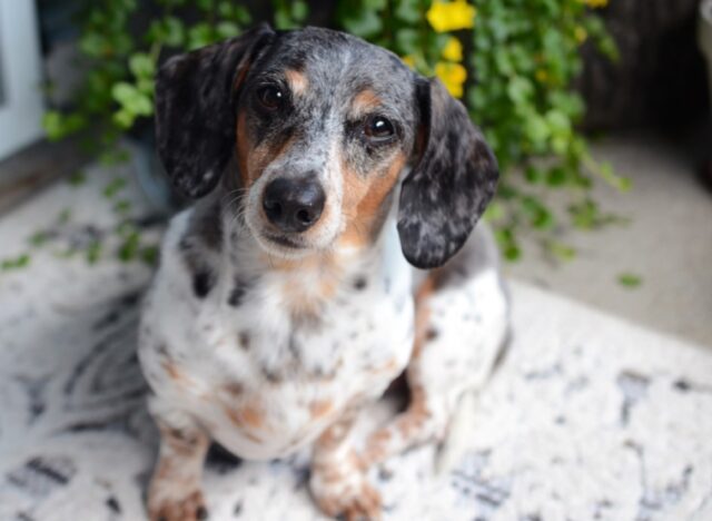 8 foto di cani che ricevono un bacio e che, con inestimabile simpatia, ricambiano il gesto