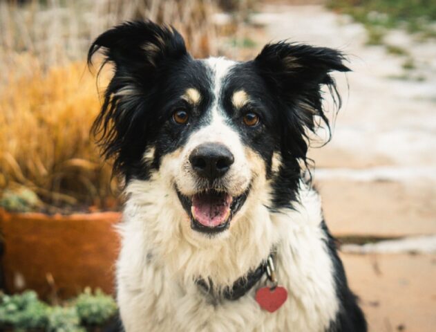 8 foto di cani incredibilmente identici a celebrità e volti noti del web