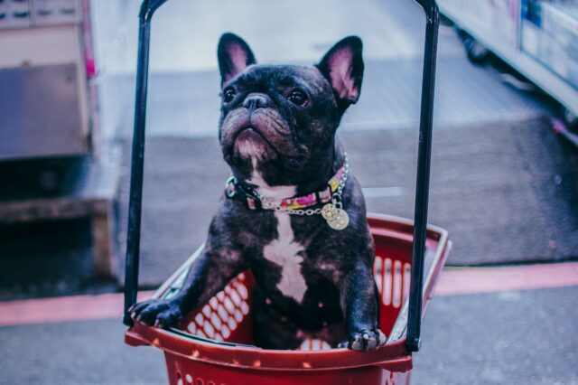 8 foto di cani “minacciosi” che ti faranno tremare di paura