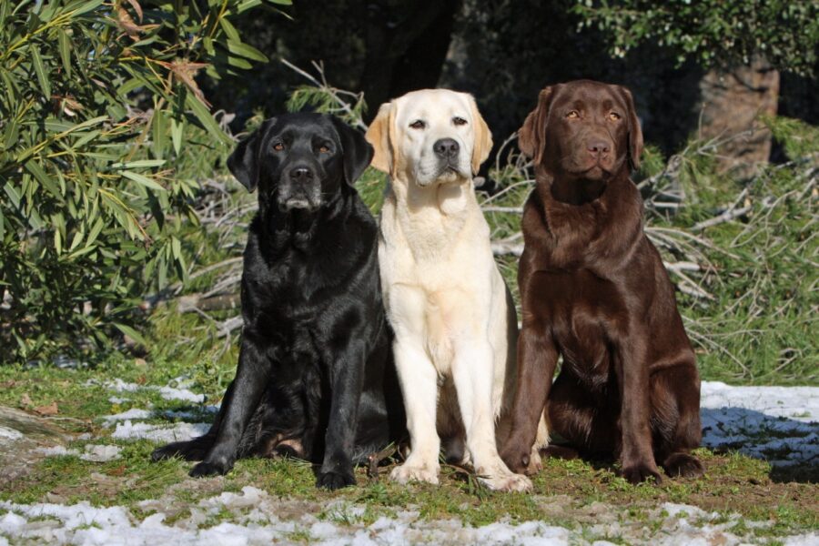 tre cani nero, miele e cioccolato