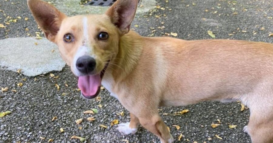 cagnolino in strada