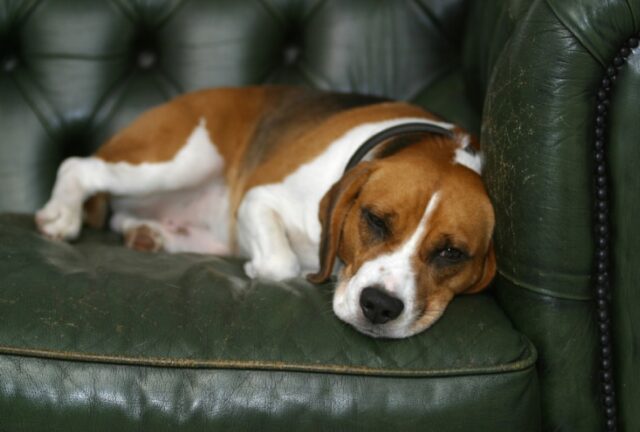 Bagheria, svanita nel nulla la piccola Margot, questa cagnolina Beagle è in serio pericolo