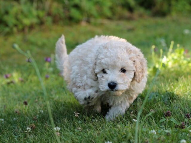 Bologna, si divincola dal guinzaglio e scappa via, la cagnolina Stella è in fuga da giorni