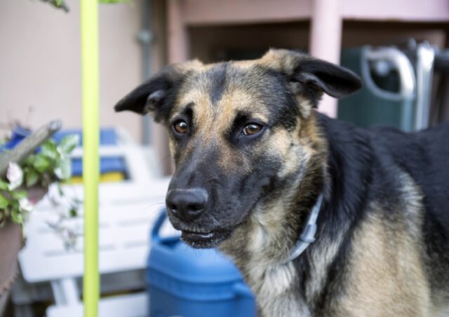 Camaiore, cane appena adottato si da alla fuga, l’agitazione ha giocato un brutto scherzo