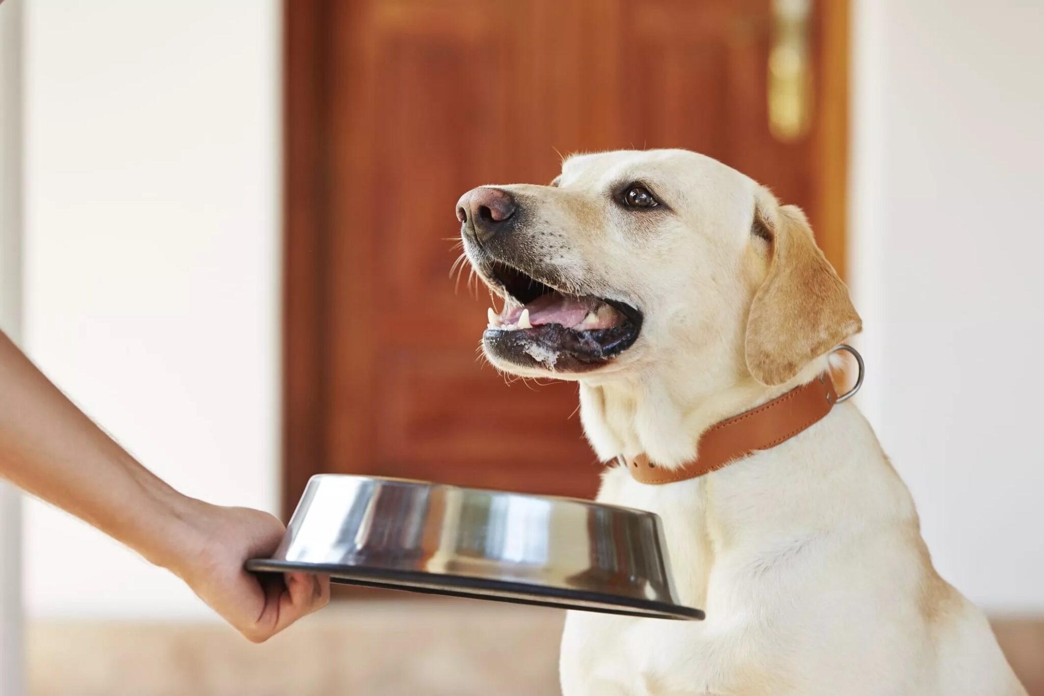 Feeding dogs. Собака кушает. Собака с миской в зубах. Корм для лабрадора. Лабрадор ест корм.