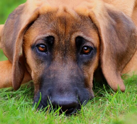 Capaccio Paestum, introvabile il piccolo Reggie, il cucciolo fugge a causa dei fuochi d’artificio