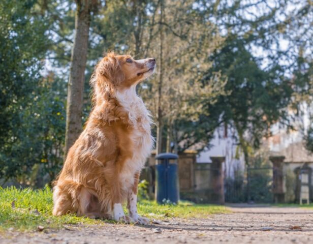 Catania, un cagnolino di 16 anni si perde, il proprietario sta facendo di tutto per ritrovarlo