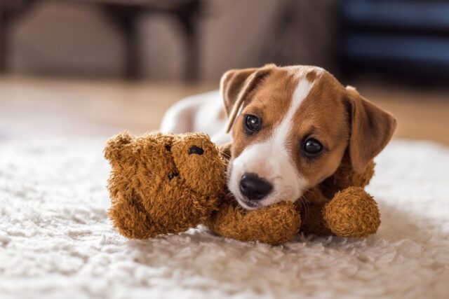 8 foto di cani che vogliono essere a tutti i costi come gli umani