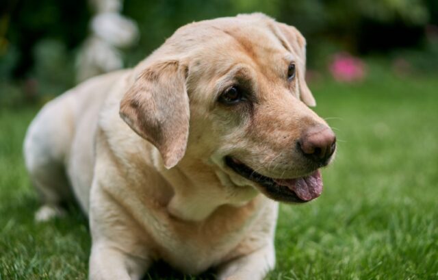 Grezzana, famiglia promette ricompensa per il ritrovamento dei Labrador Tek e Lucky