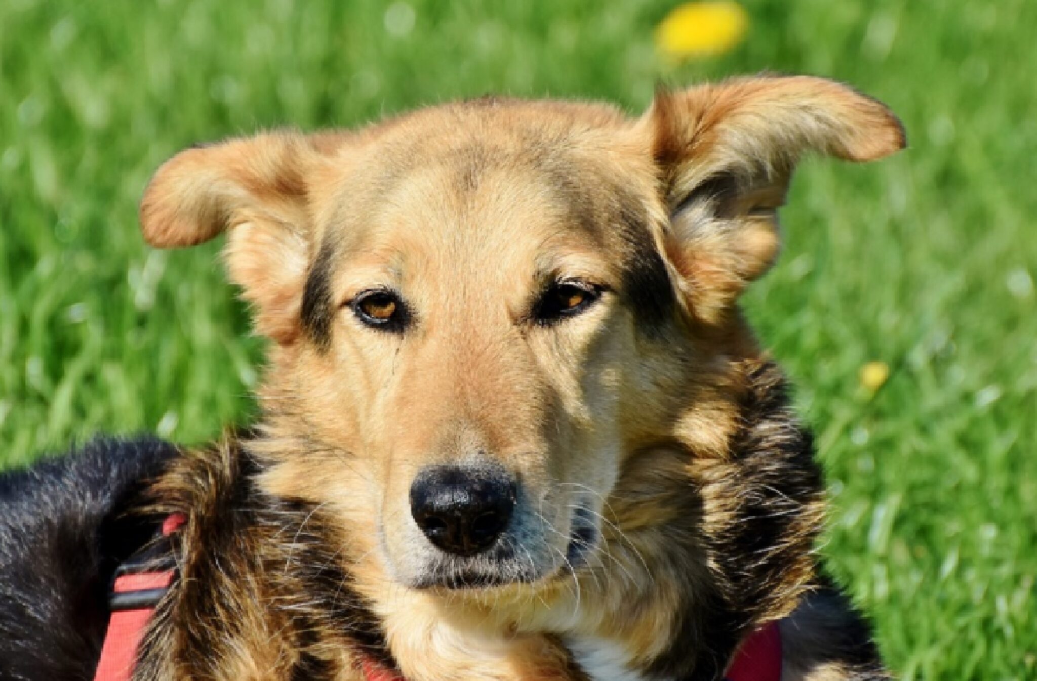 Собака или собака. Микс порода собак. Собака лежит на траве. Смешанные щенки. Mixed Breed Dog.