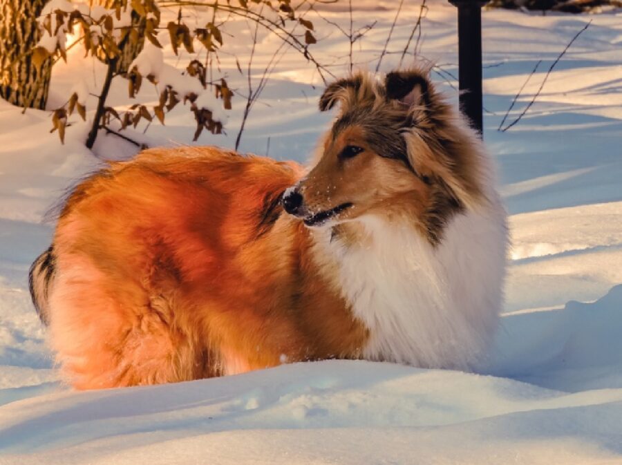 cane pastore scozzese neve