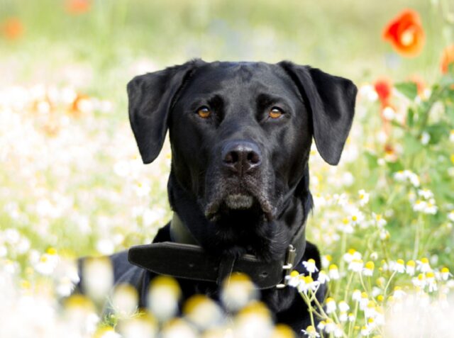 Palombara Sabina, il povero Roy non trova la via di casa, il labrador è disperso