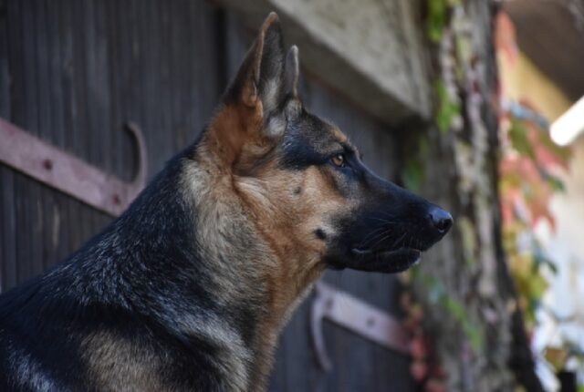 Ragalna, Pastore Tedesco scompare di casa, il cane ha problemi di salute