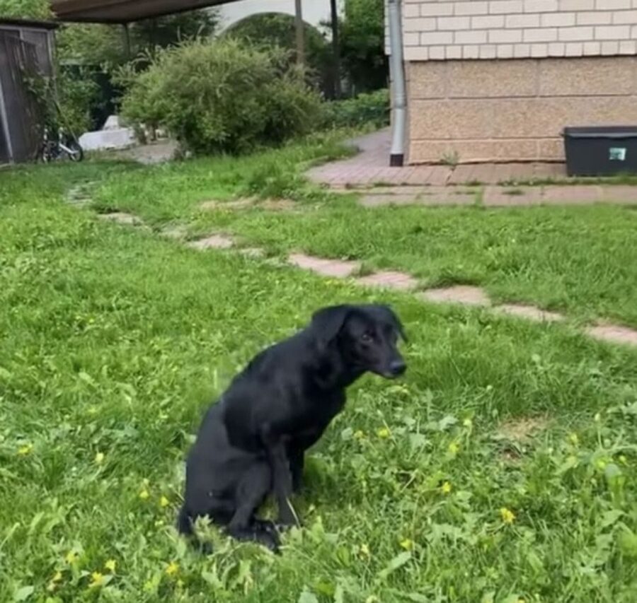 cane nero zampe paralizzate