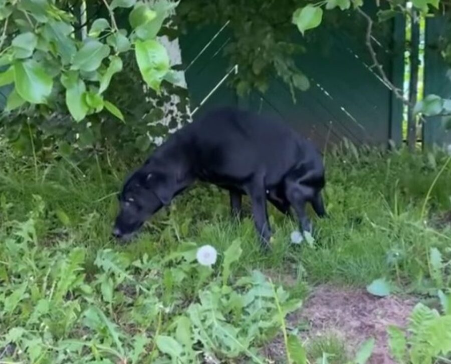 cane nero zampe paralizzate