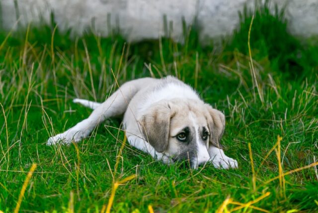 Salerno, smarrito un cucciolo di pochi mesi, la vita di Axsel è a serio rischio