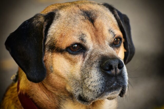 San Ferdinando, disperati i proprietari di Leo, il cagnolino scomparso nel nulla