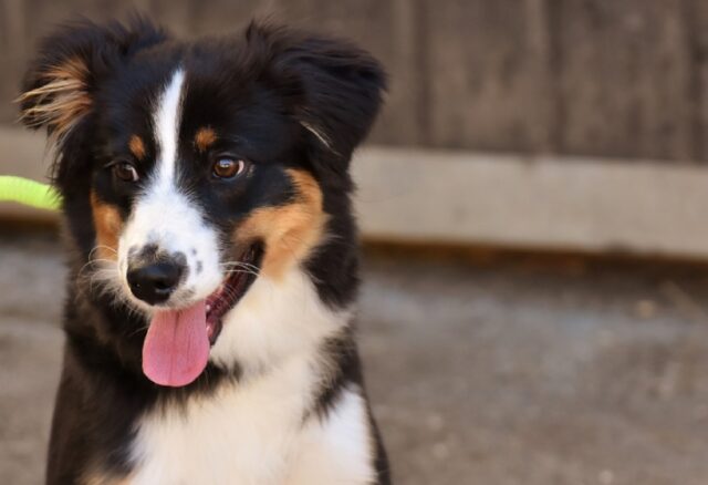 Stagno, un cucciolo di nome Choko si è perso nei boschi, non trova la via del ritorno