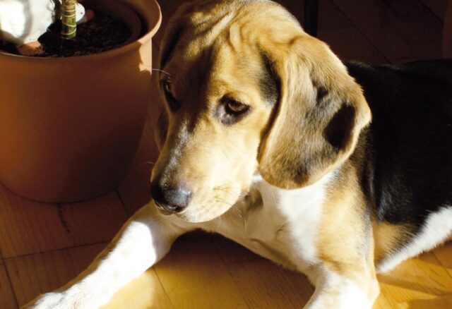 Villaricca, il Beagle Romeo smarrito, avvistato in più di un’occasione