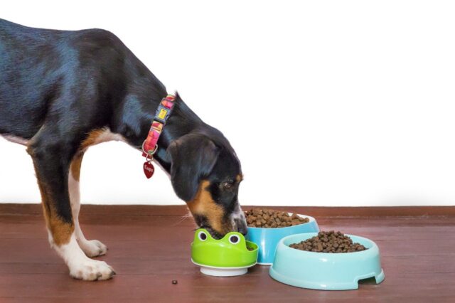 3 modi per insegnare al cane a mangiare più piano