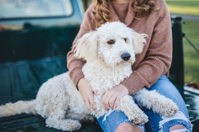 4 benefici che tu e il cane potete trarre giocando assieme