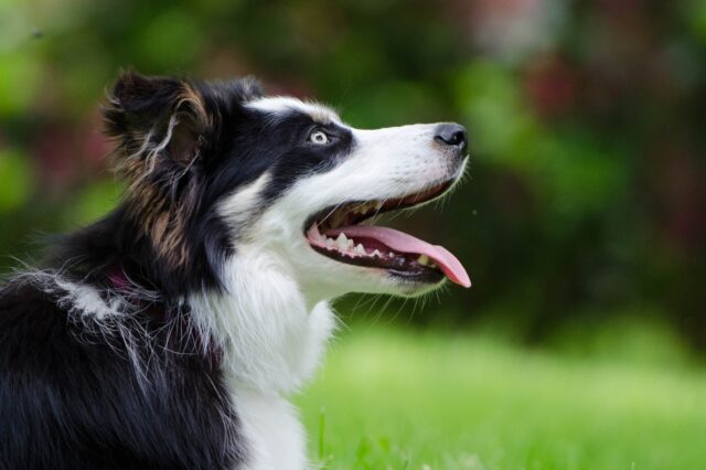 4 consigli per mantenere allenato un cane anziano