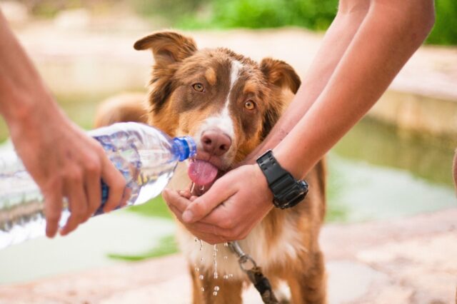 4 cose che ti fanno capire che il tuo cane ha molta sete