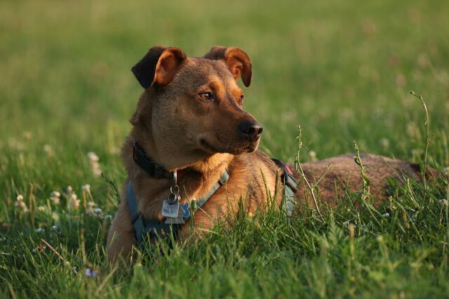 4 modi per far stare meglio il cane che soffre di artrite