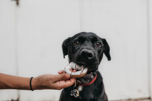 5 consigli da seguire quando dai da mangiare al cane