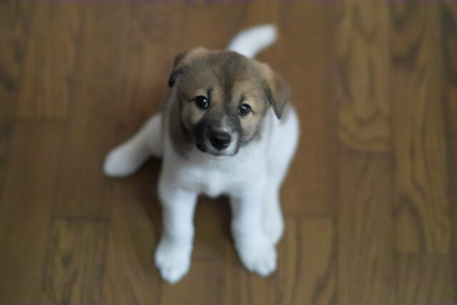 5 errori da non commettere mai con un cucciolo di cane