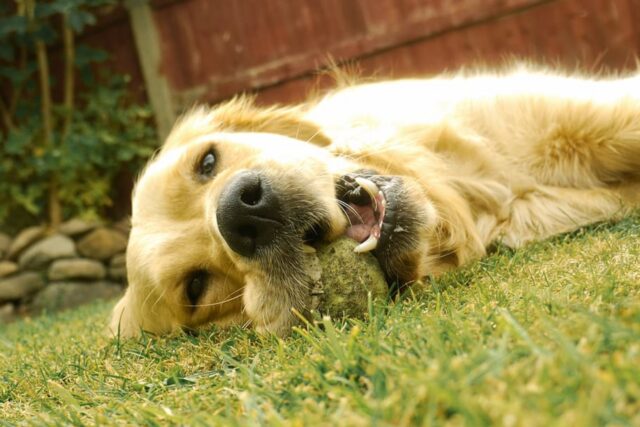 6 foto di cani che è semplicemente impossibile non adorare