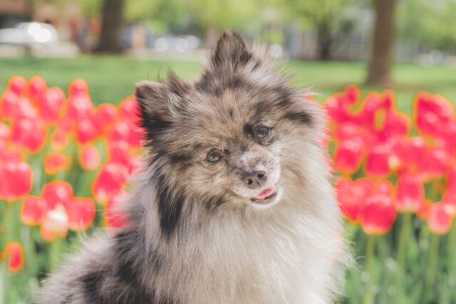 6 foto di cani che ti svolteranno la giornata con la loro unicità