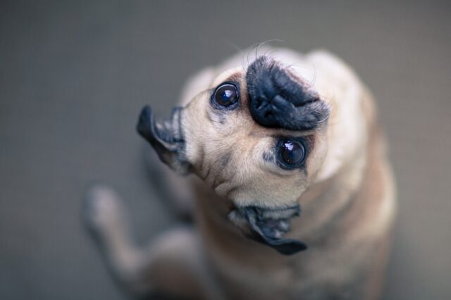 6 foto di cani completamente trasformati dalla toelettatura