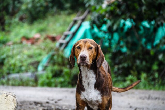 6 foto “speciali” di cani in cerca di casa che ti emozioneranno