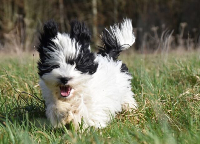 8 foto decisamente buffe di cani dalla vena comica, il loro scopo è far ridere tutti