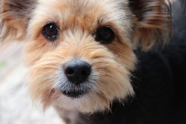 8 foto che ci raccontano come un cane possa rendere speciale la vita in famiglia