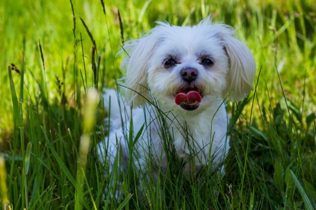 8 foto che solo i veri amanti dei cani possono apprezzare